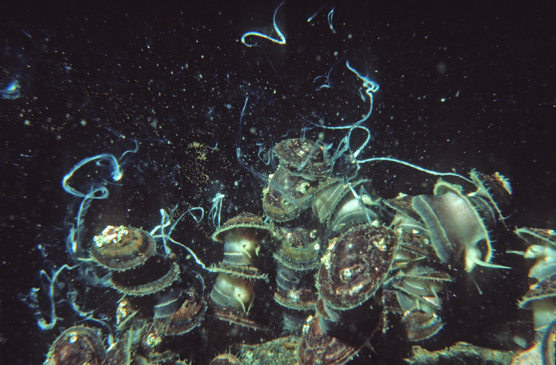 Photo of limpets reproducing.