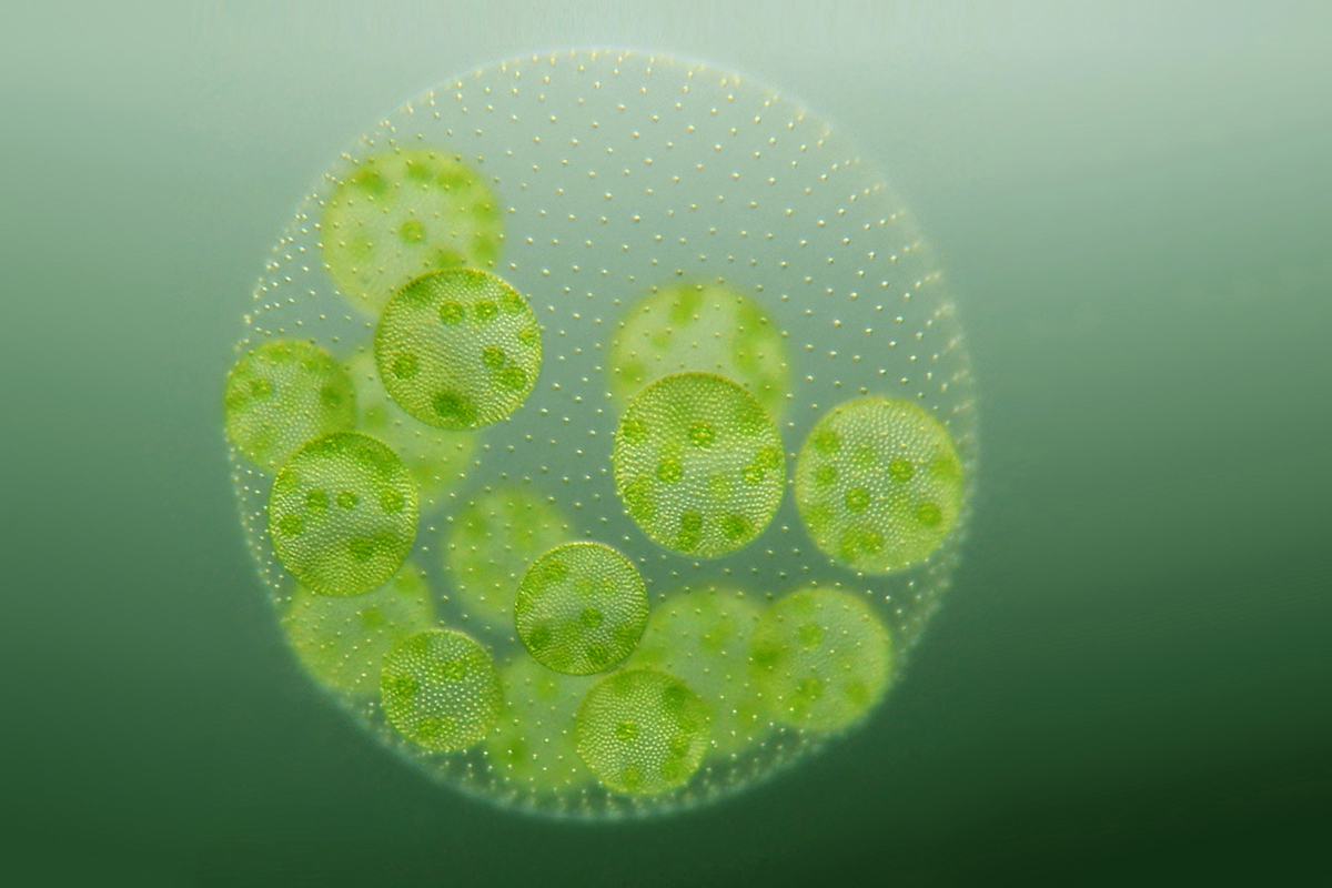 Image of the multicellular, spherical green alga Volvox carteri.
