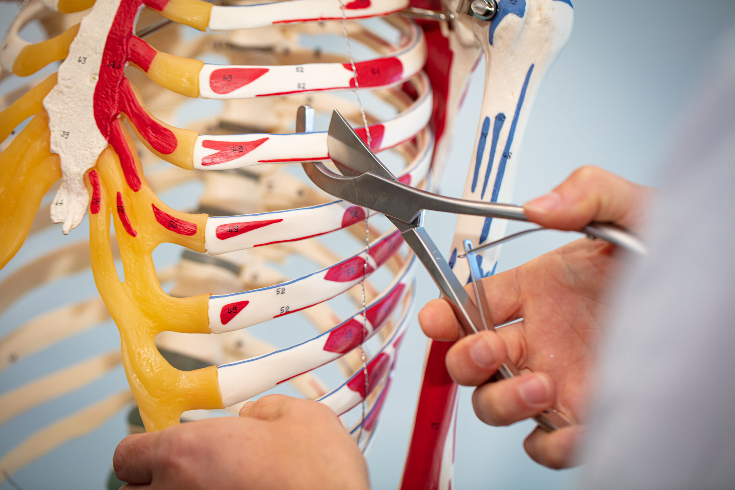 Rippenschere am Skelettmodell mit Muskelansätzen und Bändern