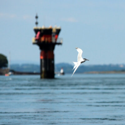 Sandwich tern in front of SeaGen tidal power plant
