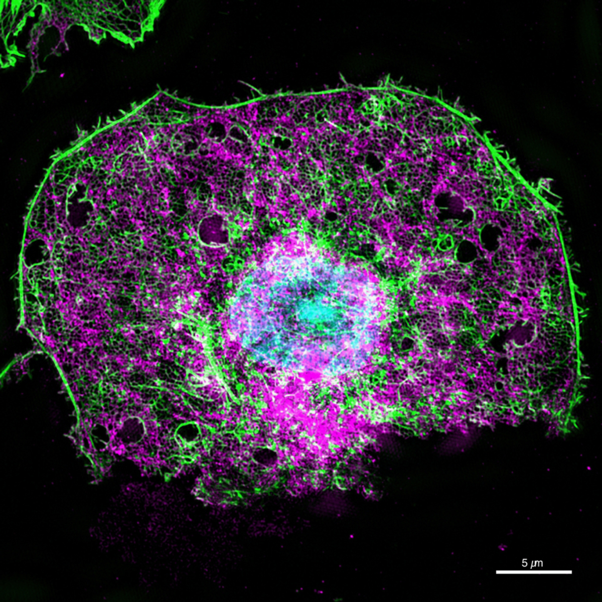 A high-resolution, microscopic fluorescent image of an endothelial liver cell.