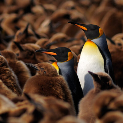 An animal grouping of king penguins