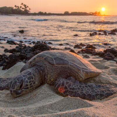 Sea turtle laying on the beach at sunset.