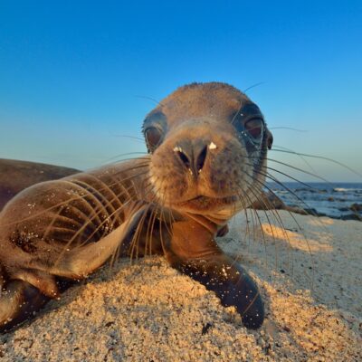 Baby des Galapagos-Seelöwen