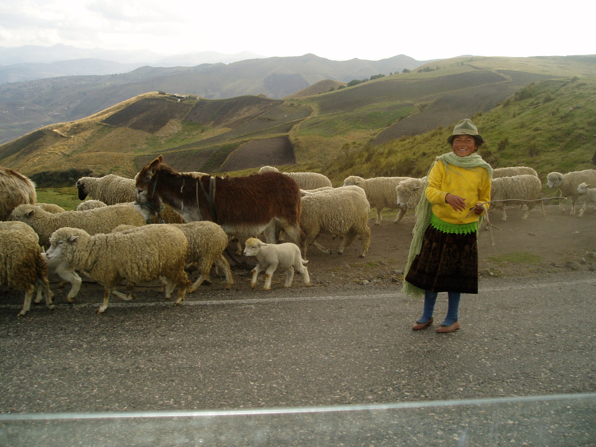 A person in the mountains, surrounded by sheep and a donkey.