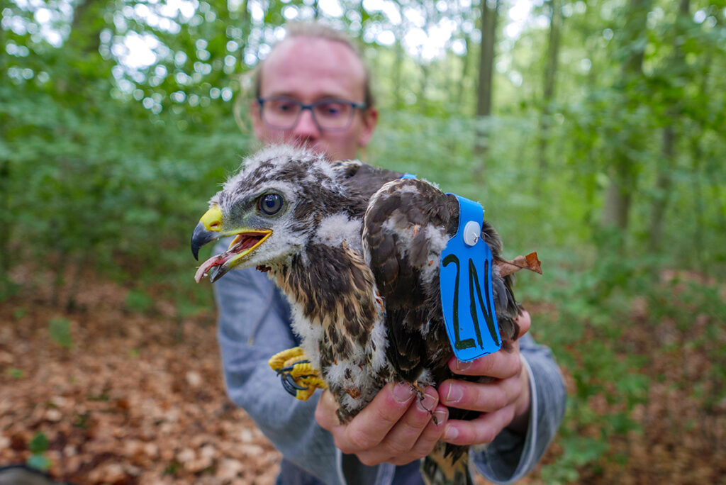 Young buzzard, in the background a person holding it