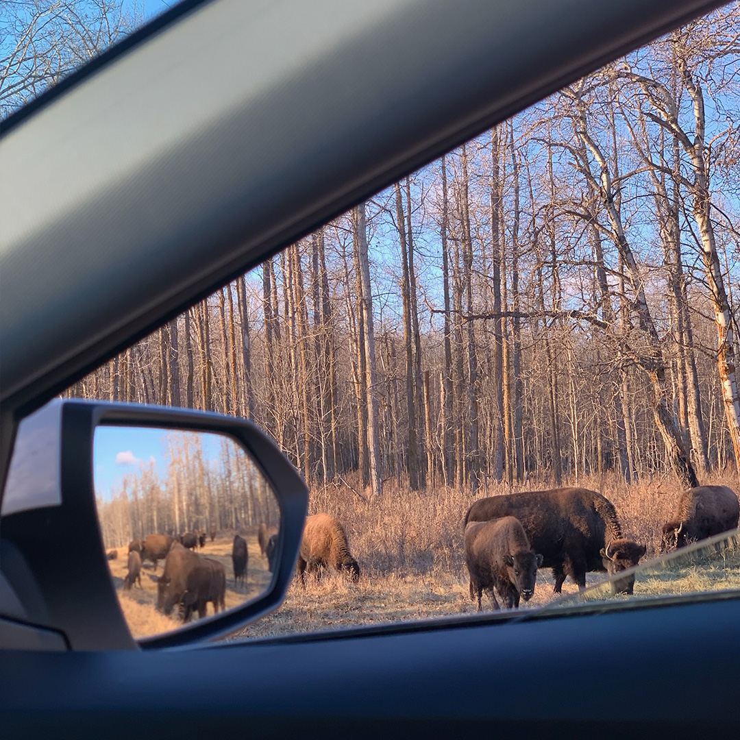 Bison eating grass on the roadside, photographed from a car window.