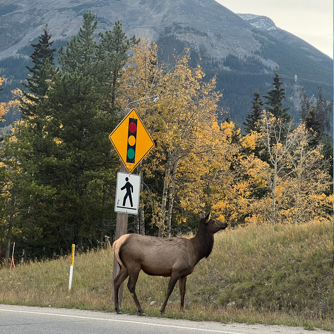 A moose standing on the roadside by a street sign