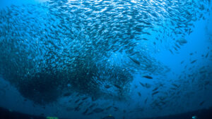 Schooling fish swim above wreck in North Carolina