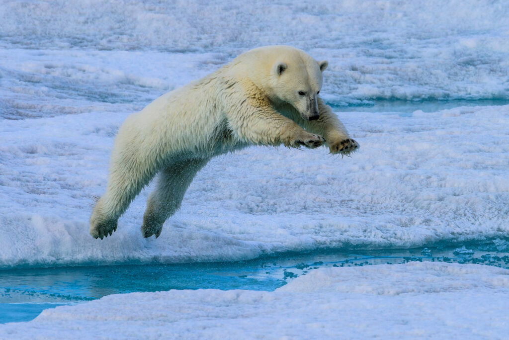 Ein Eisbär mitten im Sprung fotogtrafiert