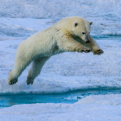 Ein Eisbär mitten im Sprung fotogtrafiert