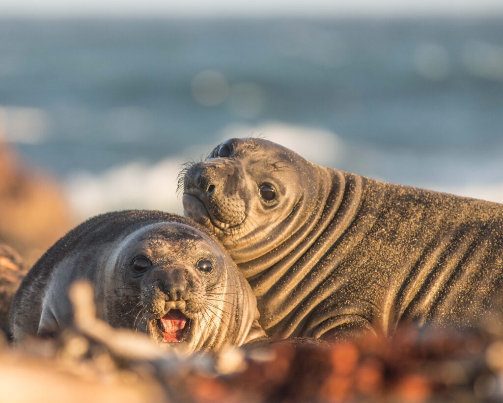 Zwei See-Elefanten schauen in Richtung Kamera, im Hintergrund das Meer