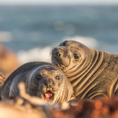 Zwei See-Elefanten schauen in Richtung Kamera, im Hintergrund das Meer