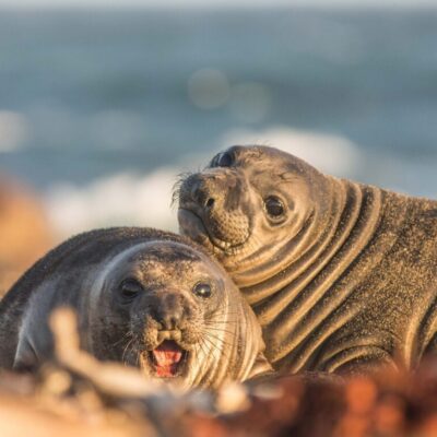 Two elephant seals look towards the camera, the sea in the background