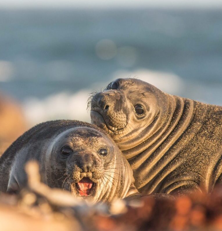 Two elephant seals look towards the camera, the sea in the background