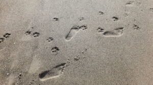 Fußspuren von Mensch und Hund im Sand
