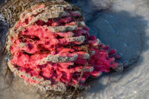 Red beard sponge (Clathria prolifera) in the surf on a sandy South Carolina beach, Atlantic Ocean