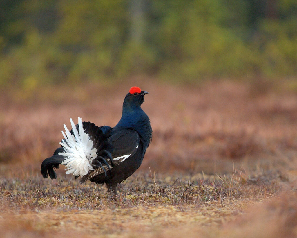Birkhuhn auf einer Lichtung