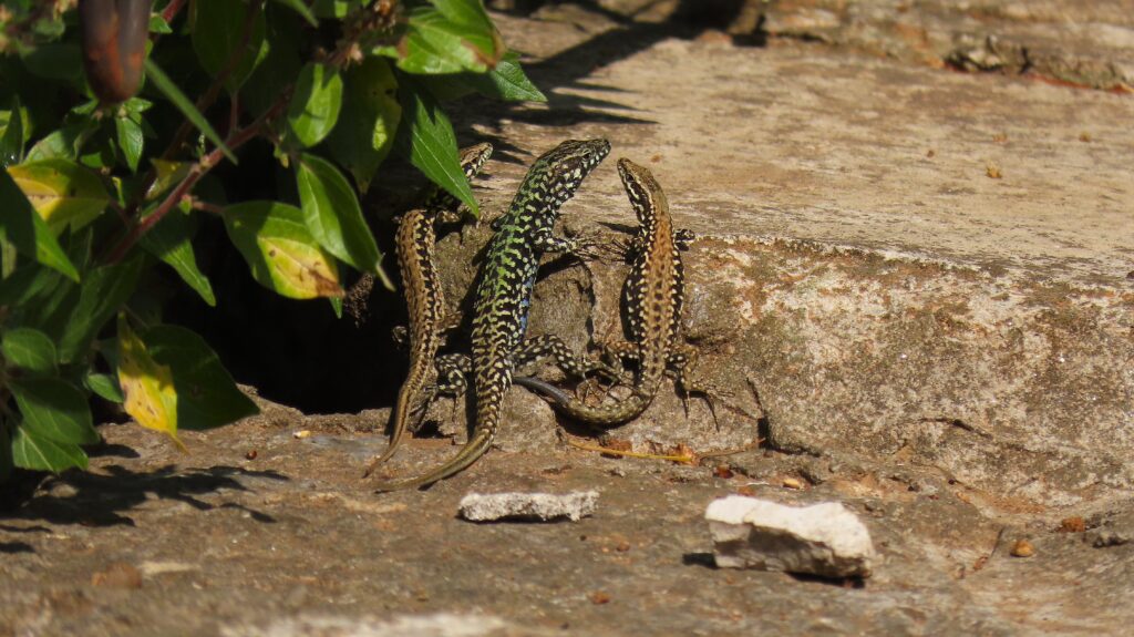 Drei Eidechsen an einem Stein