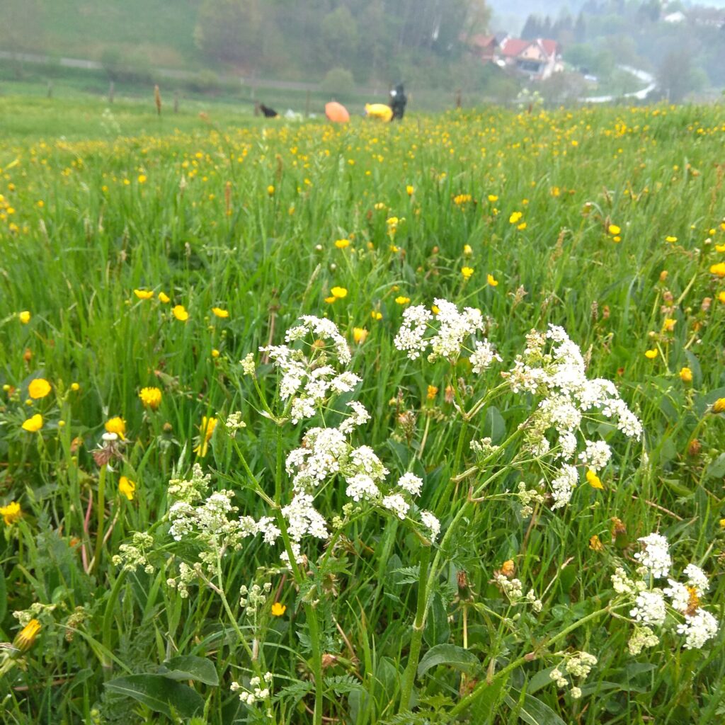 Nahaufnahme von einer Wiese