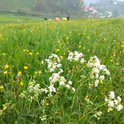 Nahaufnahme von einer Wiese