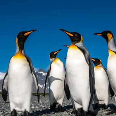 Gruppe von Königspinguinen