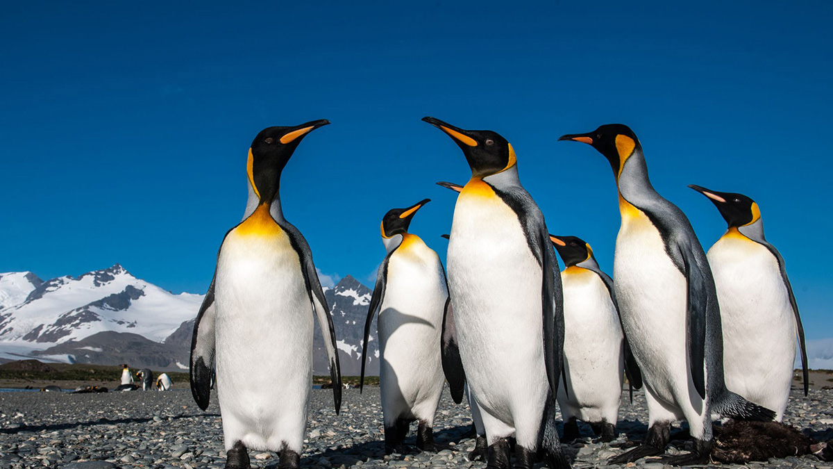 Gruppe von Königspinguinen