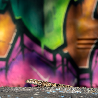 Eine Eidechse vor einem Graffiti.