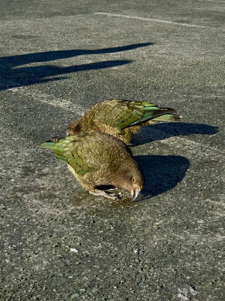 Papageien auf Straße