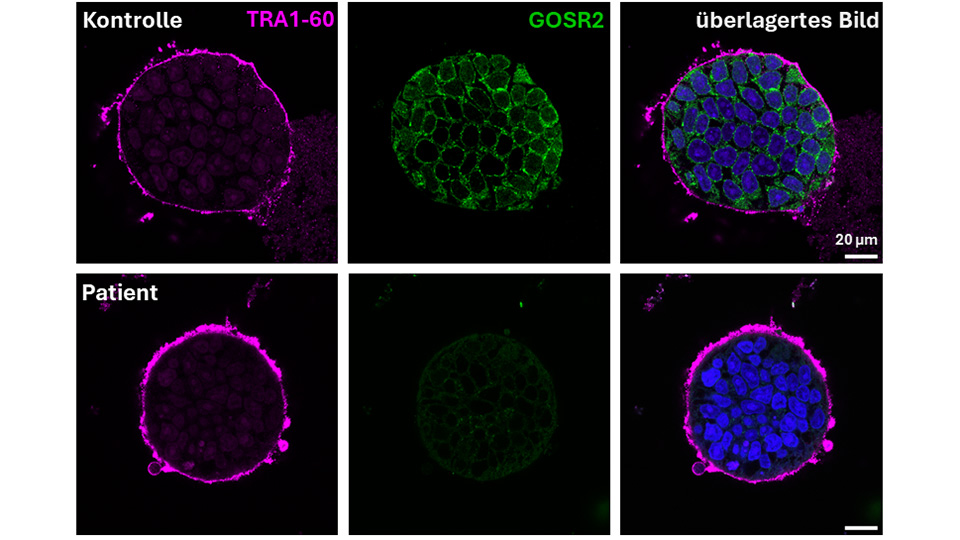 mikroskopische Aufname von verschiedenen Zellen