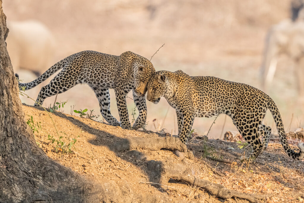 Zwei Leoparden mit den Köpfen aneinander.