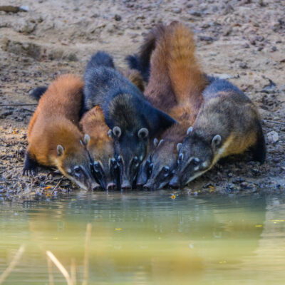 Nasenbären trinken Wasser