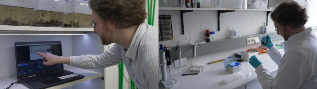 Zwei Bilder des selben Forschenden bei der Arbeit im Labor und mit den Tieren.