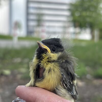 Eine Meise vor einem Betongebäude.