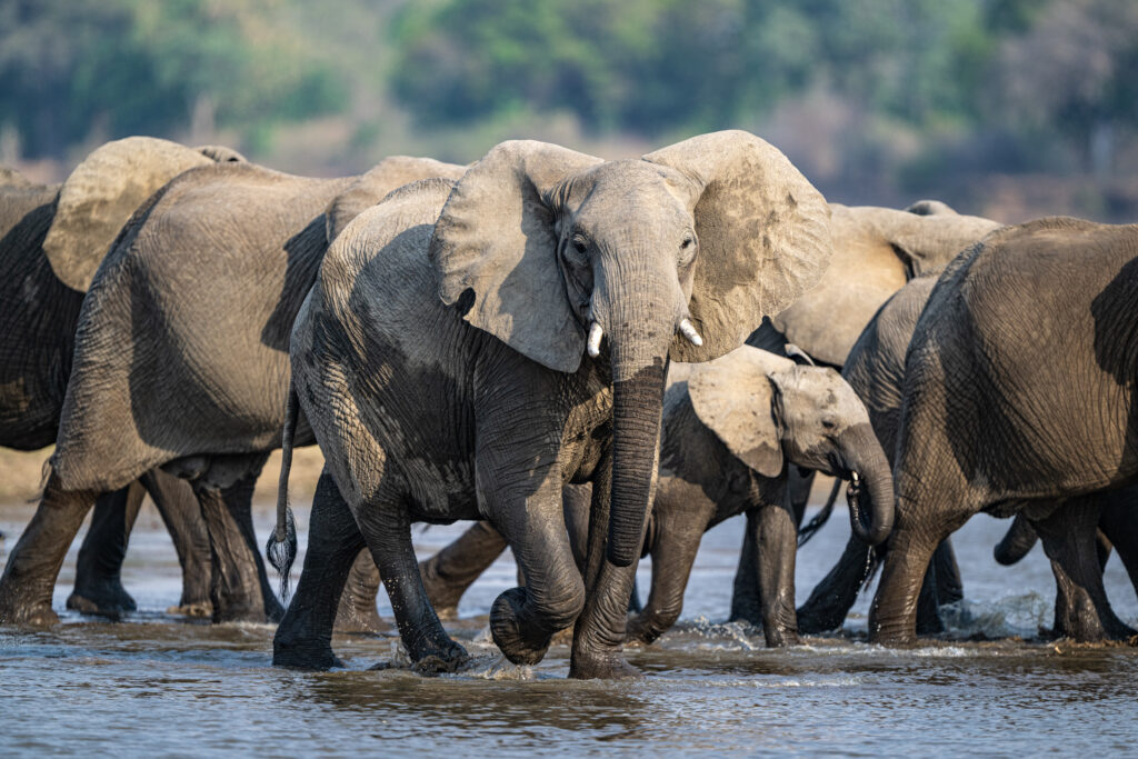 Eine Elefantenherde im Wasser, ein Elefant wendet den Kopf zum Betrachtenden