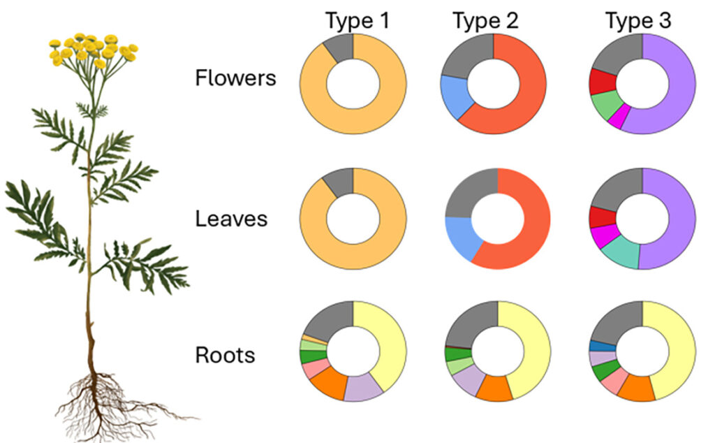 Illustration accompanying the study: A plant with yellow flowers, green leaves and brown roots. Next to it are circles in different colours to visualise the chemical composition of various plants of the same species.