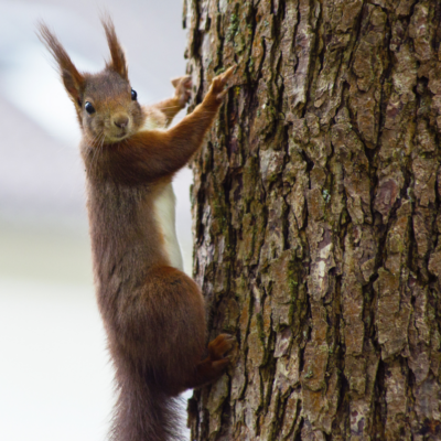 Eichhörnchen am Baum